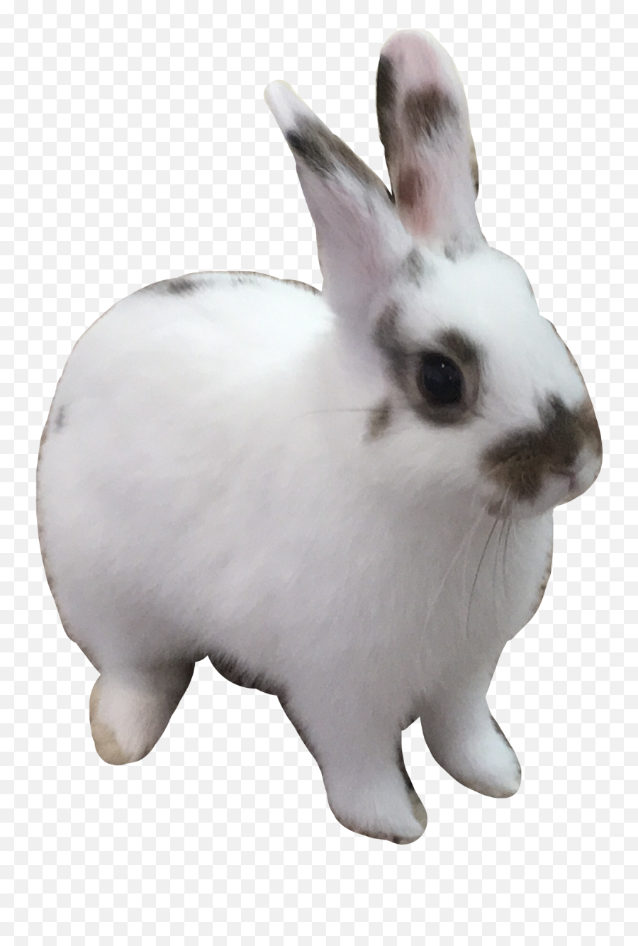 Cutebunnybabyanimal Sticker - Domestic Rabbit Emoji,Snowshoe Emoji