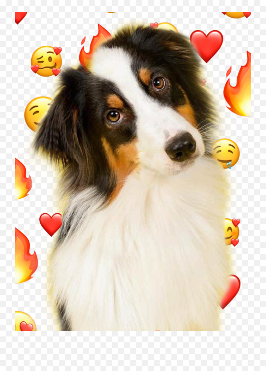 Doggylove Sticker - Sheplard Dog Emoji,Sheltie Emoji