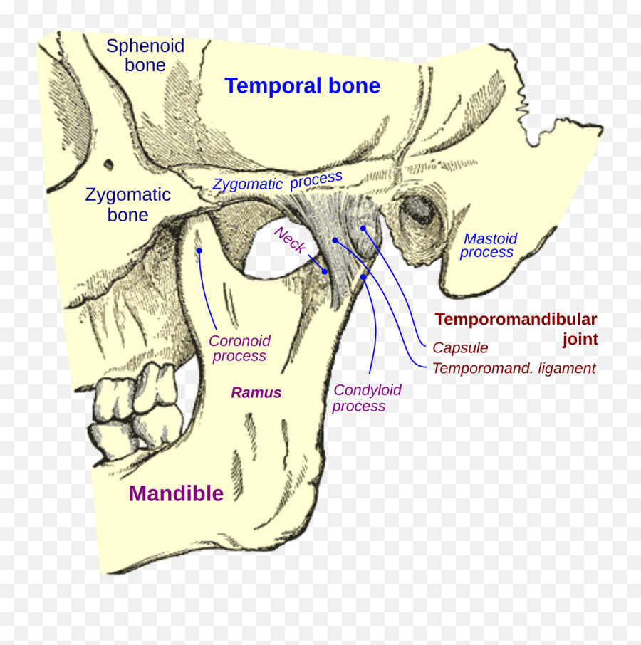 Temporomandibular Joint Dysfunction - Wikipedia Temporomandibular Joint Emoji,Negative Emotions Creation Cycle