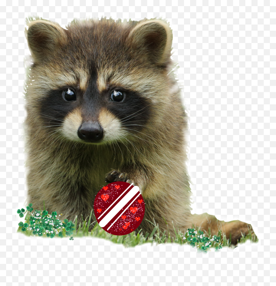 Raccoon Babyraccoon Scraccoon Sticker - Love Raccoon Emoji,Raccoon Youtube Emoji