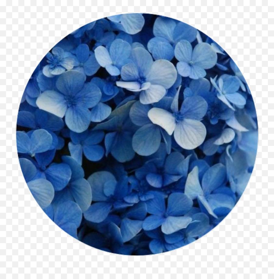 Blue Flowers Aesthetic Tumblr - Sfondi Ortensie Emoji,Kpop Heart Emojis Tumblr