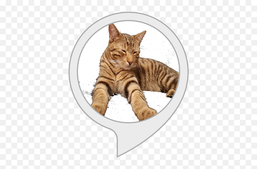 Amazoncom Calm My Cat Alexa Skills - Domestic Cat Emoji,Cat Ass Emoticon