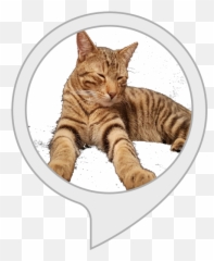 Amazoncom Calm My Cat Alexa Skills - Domestic Cat Emoji,Cat Ass Emoticon