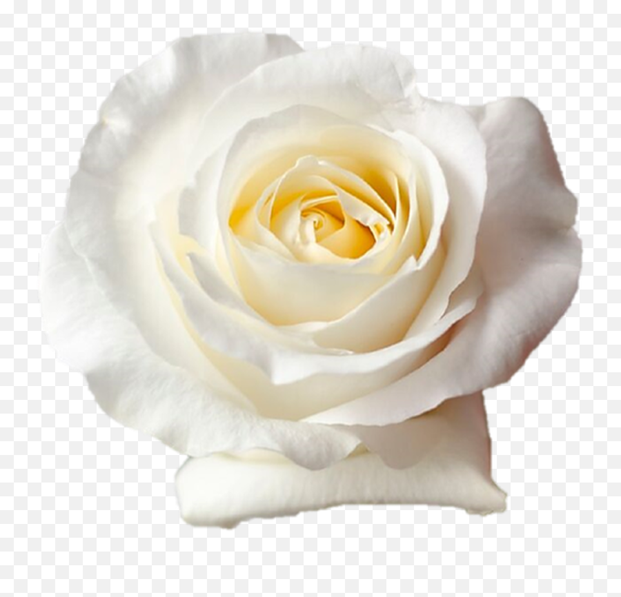Blizzard White Roses Wholesale - Long Stem 50cm Blizzard Rose Emoji,Hold My Flower Emoticon Tumblr
