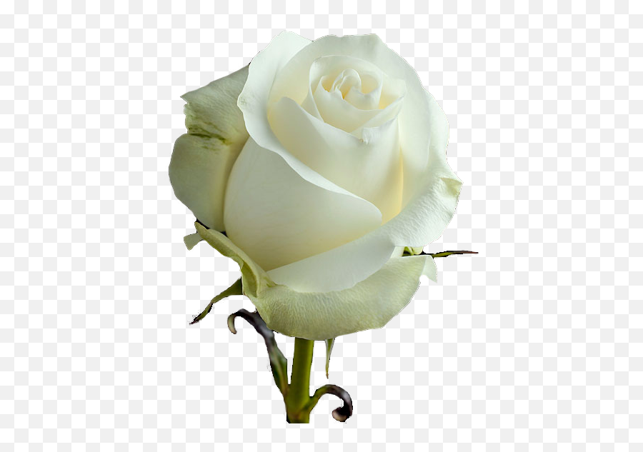 Proud Is A White Rose Large Headed Variety That Opens Emoji,Rose Emoji