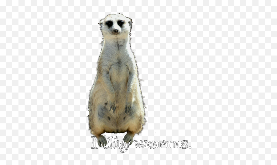 Worms Pun Sticker - Meerkat Emoji,Meerkat Emoji