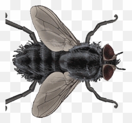 Fly Transparent - Fly Insect Gif Emoji,Flies Emoji
