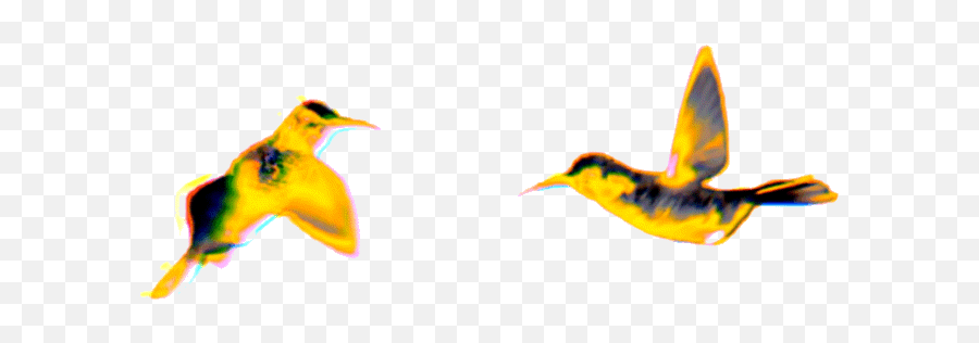 Birds Hummingbirds Gif Gif - Transparent Gif Bird Flying Emoji,Bird Emoji Gif