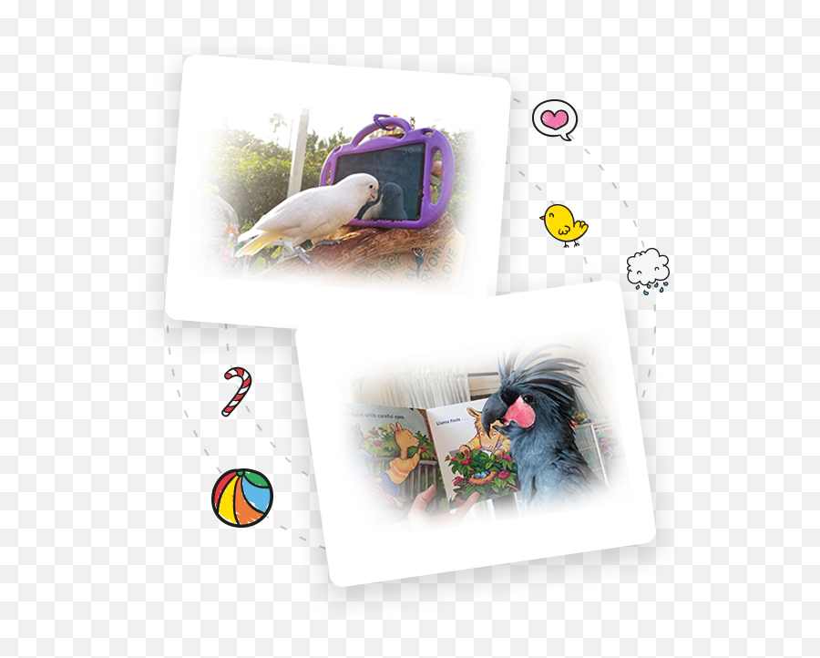 Parrot Kindergarten U2013 Stop Guessing And Start Talking - Passerine Emoji,Cockatiel Emoticon