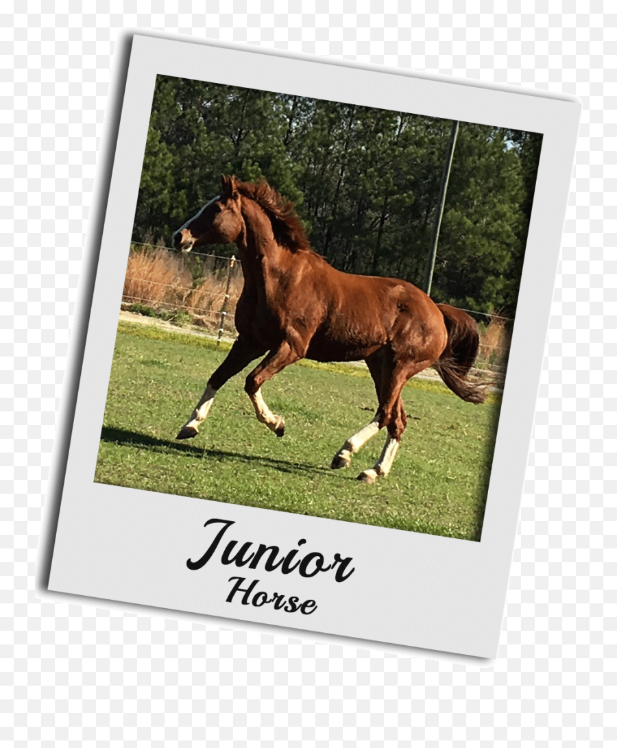 Meet The Hoof Animals U2013 Helper Of Our Farm - Picture Frame Emoji,Horse Emotions Printable Encyclopedia