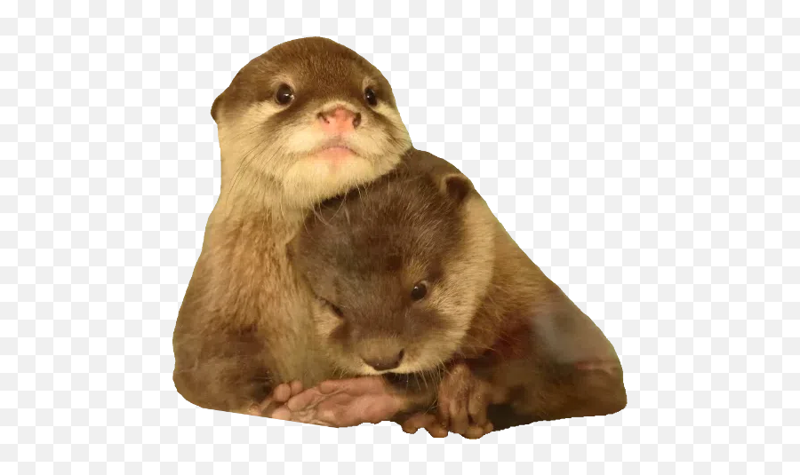 Marisbaltici Peter Pack Whatsapp Stickers - Stickers Cloud Sea Otter Emoji,Weasel Emoji