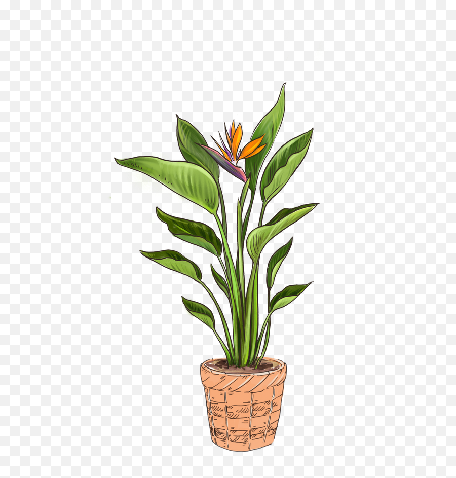 Orange Flower Bird Of Paradise Tropical Plants Lively Root Emoji,Best Flower Emoji For Dead