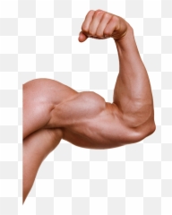 Download Muscle Arm Png - Muscle Png Full Size Png Image Transparent Muscle Arm Png Emoji,Strong Arm Emoji