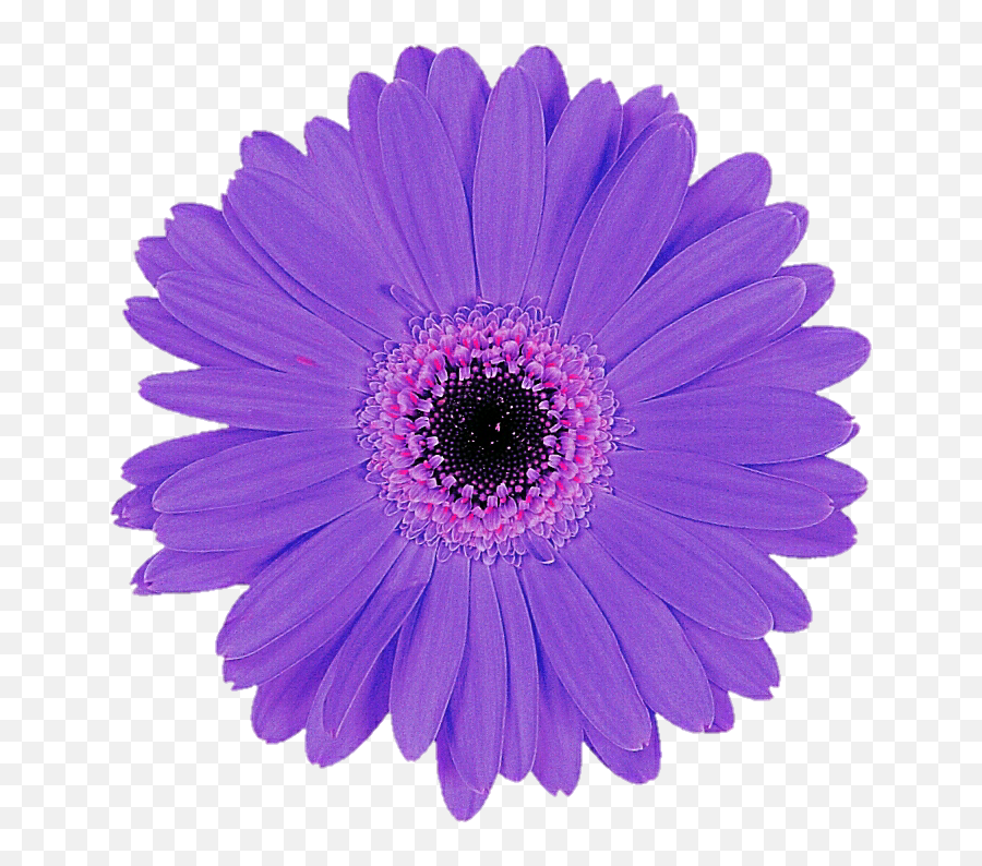 Download Hd Daisy Purple Transparent Images - Purple Flower Purple Emoji,Purple Flower Emoji