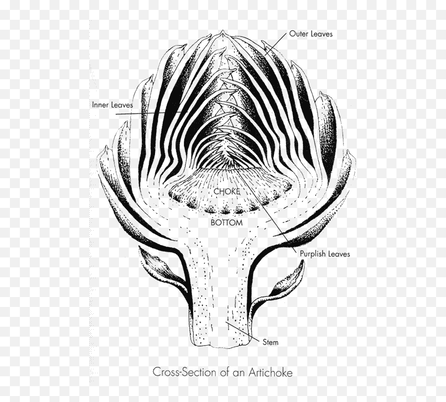 35178e94f10469fe1ba4d742a8f32227jpg 550740 Pixels - Artichoke Anatomy Emoji,Mel Bochner Emojis