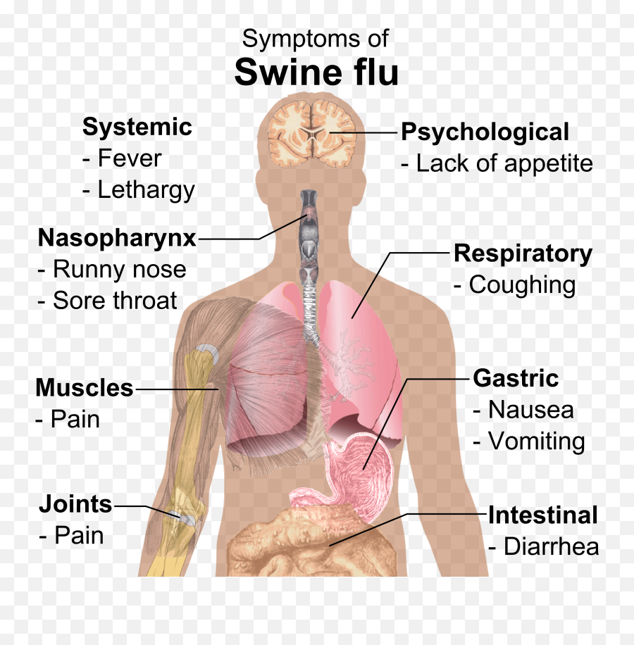 Am I Suffering From Swine Flu Dr Thindu0027s Homeopathic Clinic - Symptoms Of Swine Flue Emoji,Emoticon For Listless