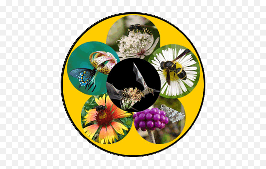 Animal Pollination Emoji,Animal Life Cycle Emotion Code