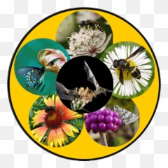 Animal Pollination Emoji,Animal Life Cycle Emotion Code
