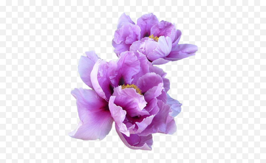 White Womanu0027s Instagram Individual Song Discussion R Emoji,I Just Didn't Want To Share My Emotions With The Purple Plant White Womanu0027s Instagram Individual Song Discussion R Emoji,I Just Didn't Want To Share My Emotions With The Purple Plant