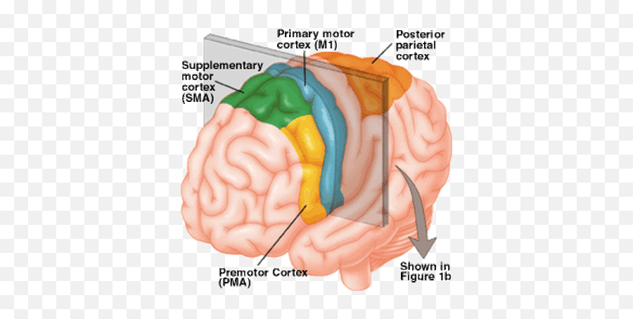 Structure And Function - Supplementary Motor Area Top View Emoji,Frontal Lobe Emotion