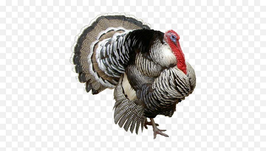 Turkey Bird Png Transparent - High Quality Image For Free Emoji,Turkey Roast Emoji