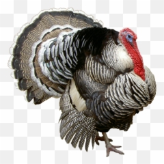 Turkey Bird Png Transparent - High Quality Image For Free Emoji,Turkey Roast Emoji