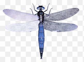 Free Clipart Dragonfly Free Dragonfly Emoji,Dragonfly Emoji
