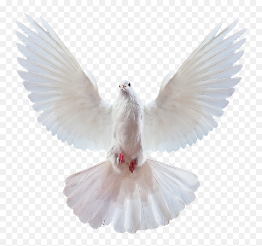 Peace Doves Transparent Png - Notion Of Hope Is The Thing With Feathers Emoji,Dove Of Peace Emoji