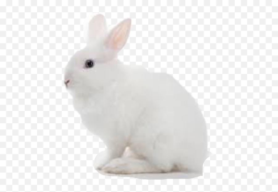 Easter Bunny - Domestic Rabbit Emoji,Snowshoe Emoji