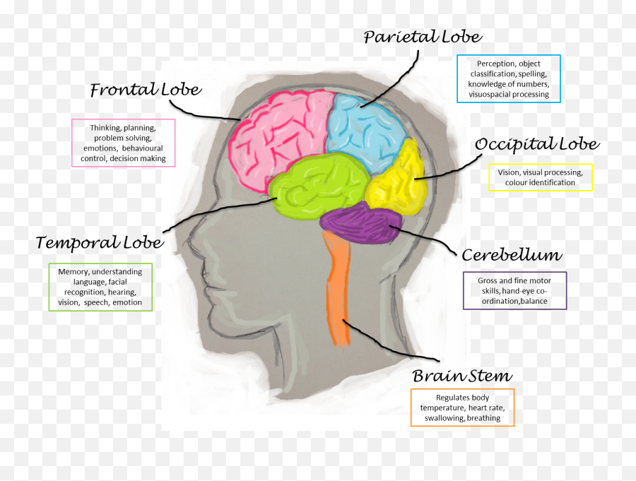 77 Brain Facts Myths Ideas - Function 4 Lobes Of The Brain Emoji,Emotion Brain