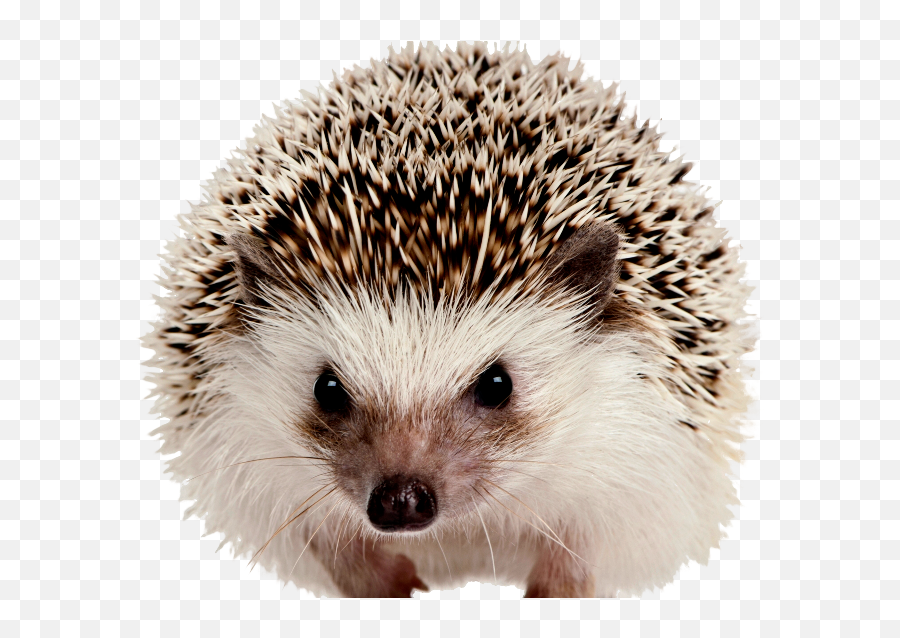 Free Transparent Fourtoed Hedgehog Png - Hedgehog Png Emoji,Porcupine Emoji