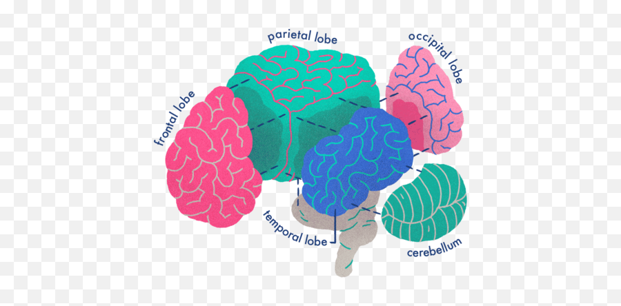 Your Brain Emoji,Frontal Lobe Emotion