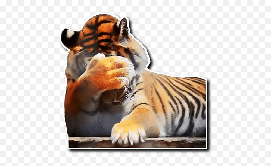 Telegram Sticker From Tiger Tiger Pack Emoji,2 Tigers Emoji