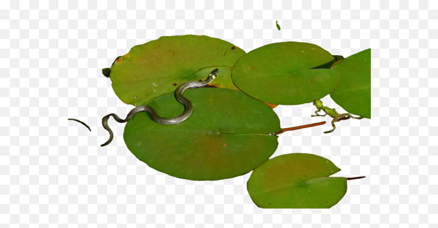 Aquatic Herb Png Images Download Aquatic Herb Png Emoji,Download Snake Emoji