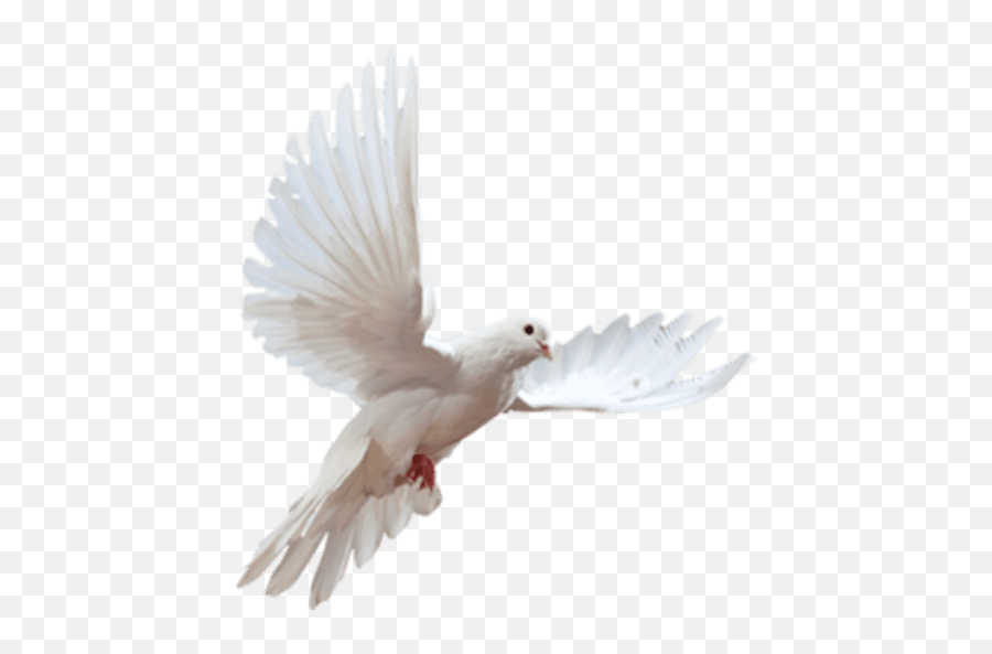 Bom Dia Emoji,Peace Dove Emoji