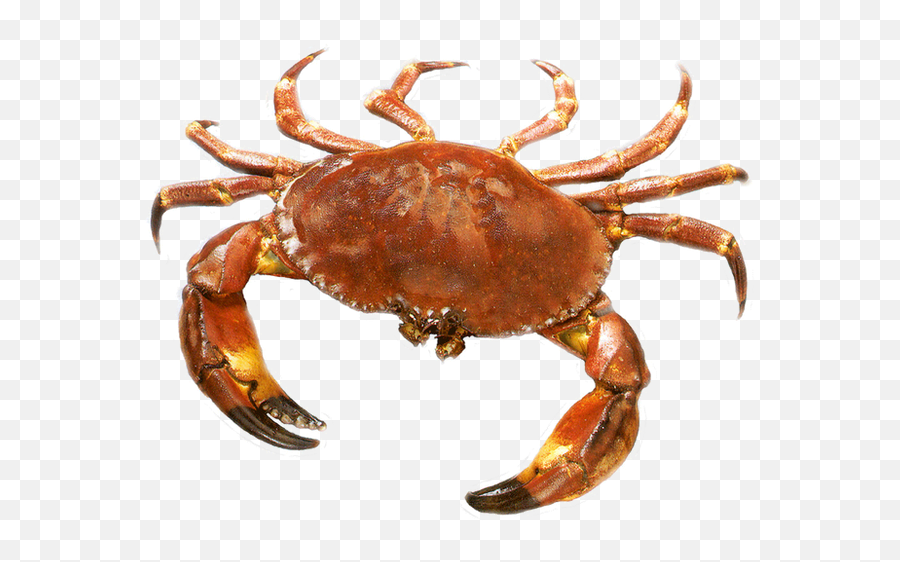 Crab Png Images - Crab Vertebrate Or Invertebrate Emoji,Crab Emoticon