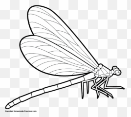 Free Dragonfly Clipart 3 - Dragonfly Clipart Black And White Emoji,Dragonfly Emoji