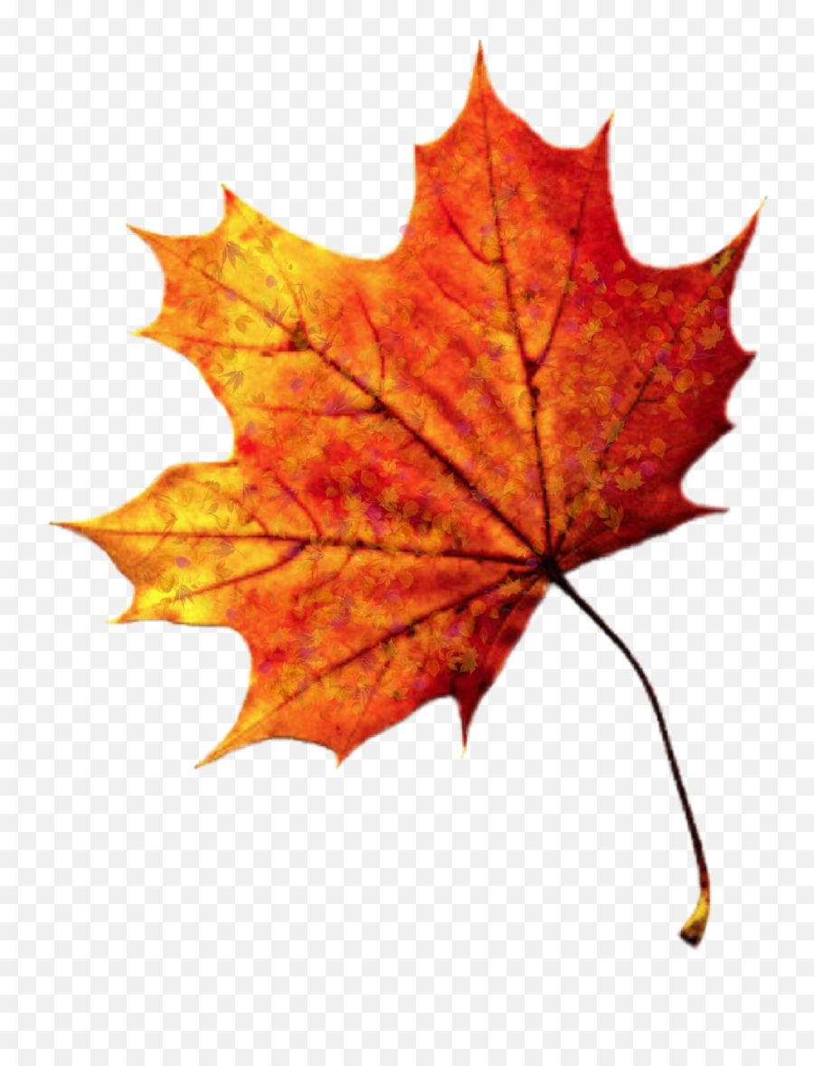 Leave Leaf Leaves Fall Autumn Sticker - Autumn Leaf Png Transparent Emoji,Fall Leave Emoji
