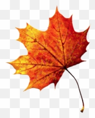 Leave Leaf Leaves Fall Autumn Sticker - Autumn Leaf Png Transparent Emoji,Fall Leave Emoji