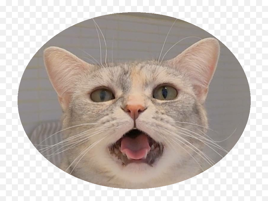 Creamheroes - Cat Yawns Emoji,(tt) Emoji