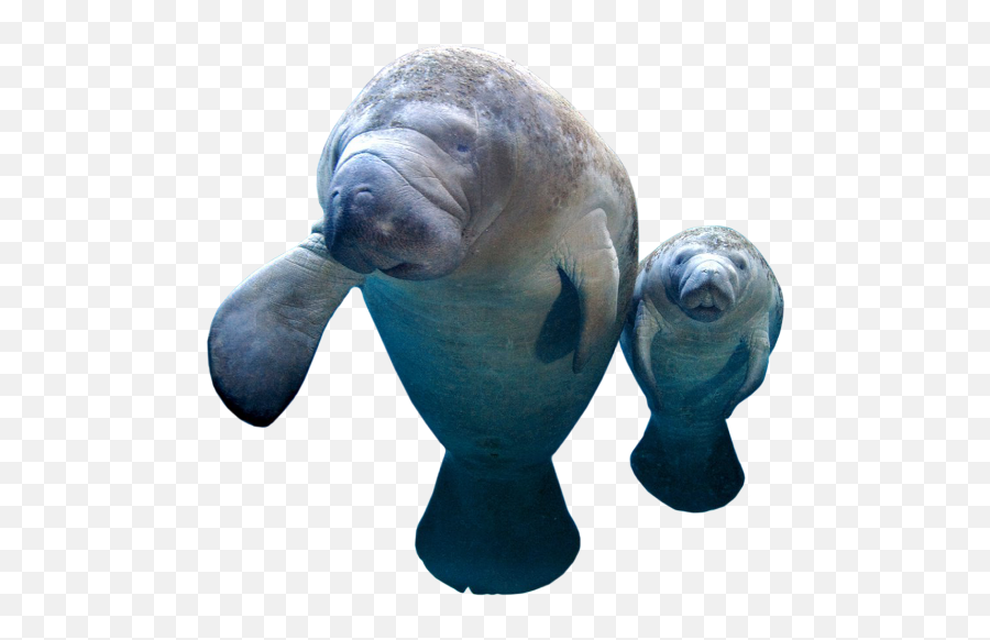 Lamantini - Manatee Png Emoji,Do Manatees Have Emotions