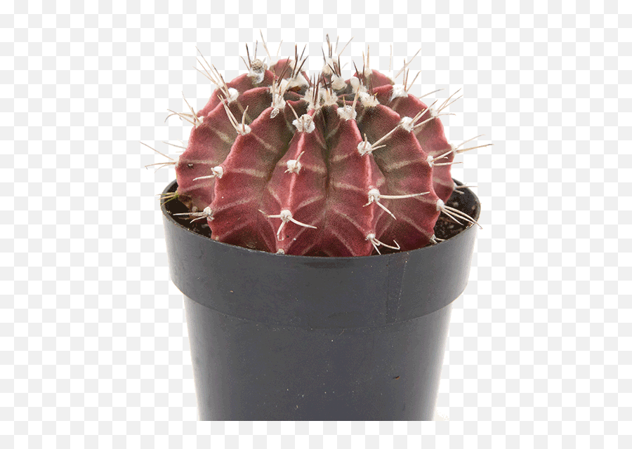 Download Hd Gymnocalycium Purple Moon Cactus - Hedgehog Flowerpot Emoji,Cactus Emoji