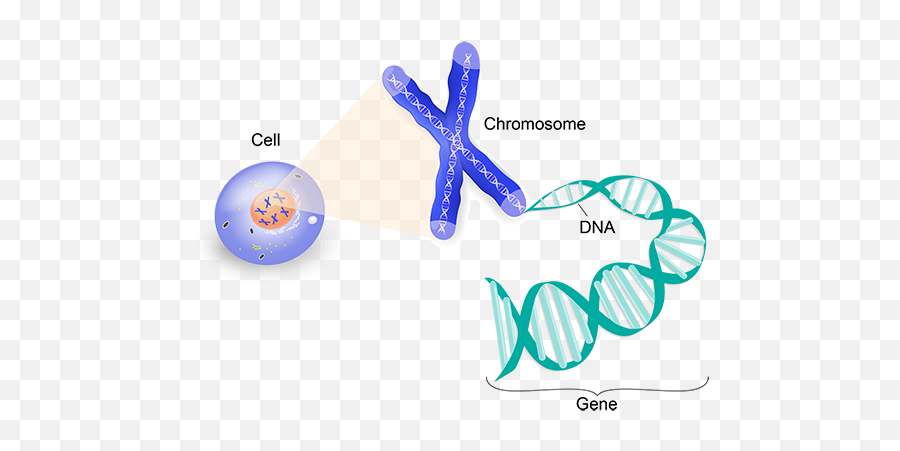 Alzheimers Disease Genetics Fact Sheet - Does Genes Look Like Emoji,Biological Aspect Of Emotions And Diseases