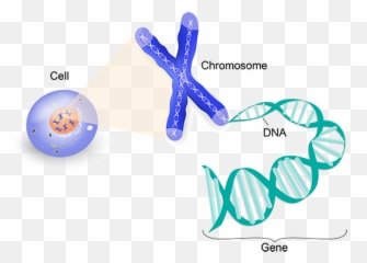 Alzheimers Disease Genetics Fact Sheet - Does Genes Look Like Emoji,Biological Aspect Of Emotions And Diseases
