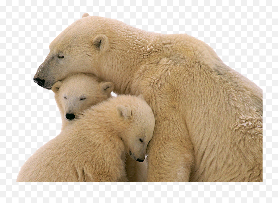 Png Images Pngs Transparent Images - Polar Bear Cubs Transparent Background Emoji,Emotions In Zoo Animals