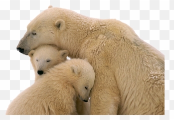 Png Images Pngs Transparent Images - Polar Bear Cubs Transparent Background Emoji,Emotions In Zoo Animals
