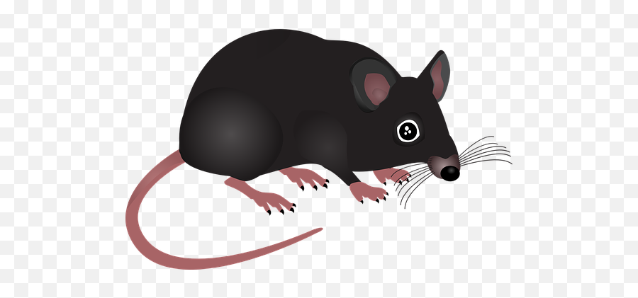 100 Free Rat U0026 Mouse Illustrations - Pixabay Transparent Rat Cartoon Png Emoji,Gerbil Tail Emotions