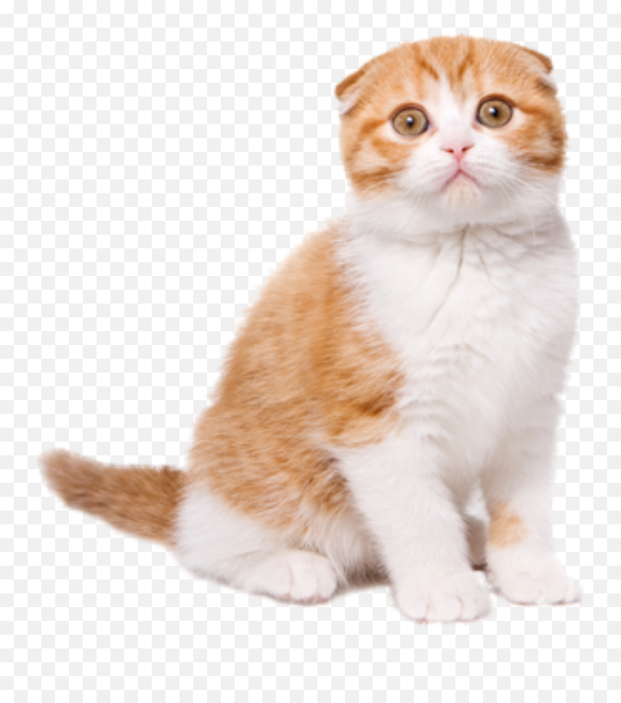 Cat Cats Kucing Neko Stiker Sticker By Rey Otnawa - Scottish Fold Cat Png Emoji,Scottish Emoji