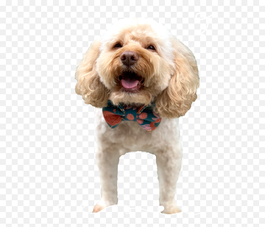 Banjos Bows - Dog Clothes Emoji,Banjo Emoji