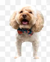 Banjos Bows - Dog Clothes Emoji,Banjo Emoji